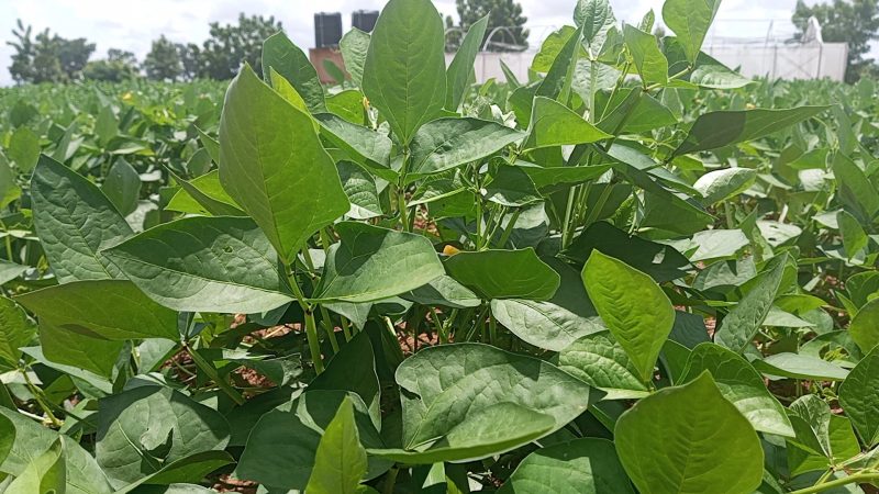 NBA okays Bt Cowpea commercialization in Ghana