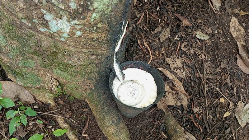 Raw rubber export restrictions boosting local purchases ● Supporting govt’s industrialisation, 24-hour economy agenda – RUPAG