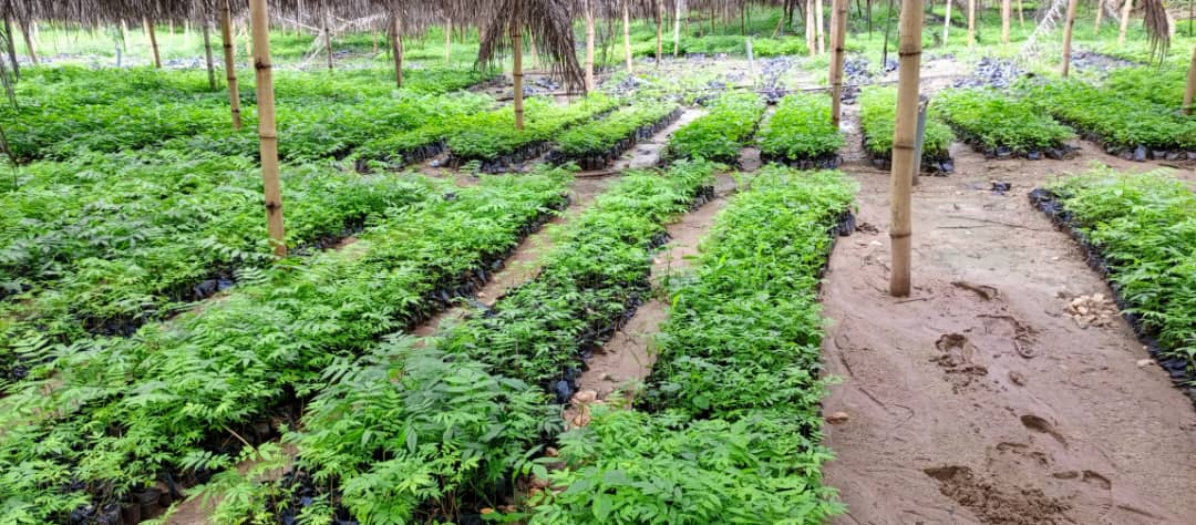 Director General of IICA poised to strengthen cooperation ties with Africans on food security