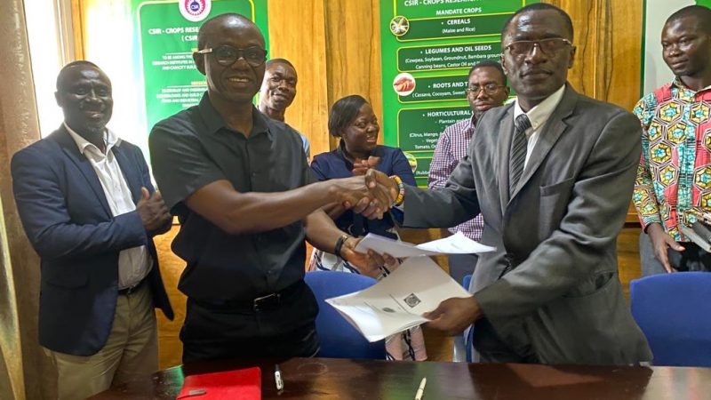 CSIR-CRI, Ghana Cassava Center of Excellence sign MoU to increase Cassava Production in Ghana