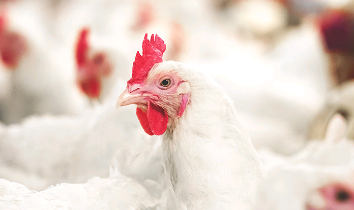 New research reveals effects of Orego-Stim and pHorce supplementation in broilers