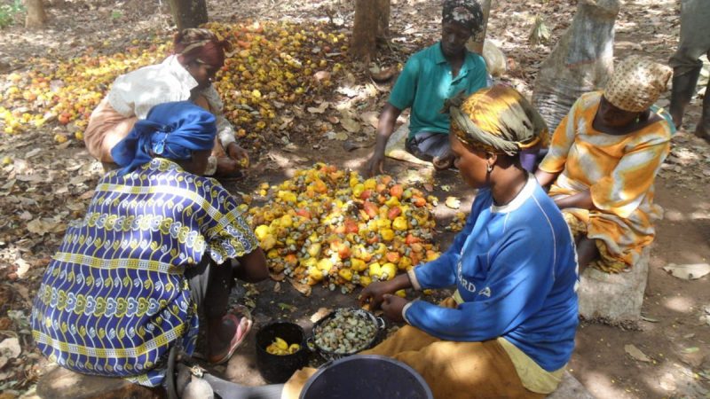 Nana Yaw Reuben Jr. writes: Our cashew vision: has much changed?