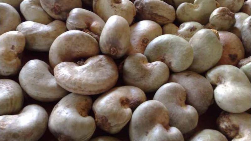 Government approves GH¢12 minimum price for raw cashew nuts for 2025/2026 season