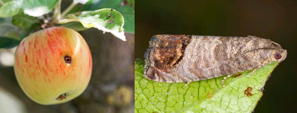 The two most common types of apple damage caused by the invasive Codling Moth - Stings and Deep Entries.