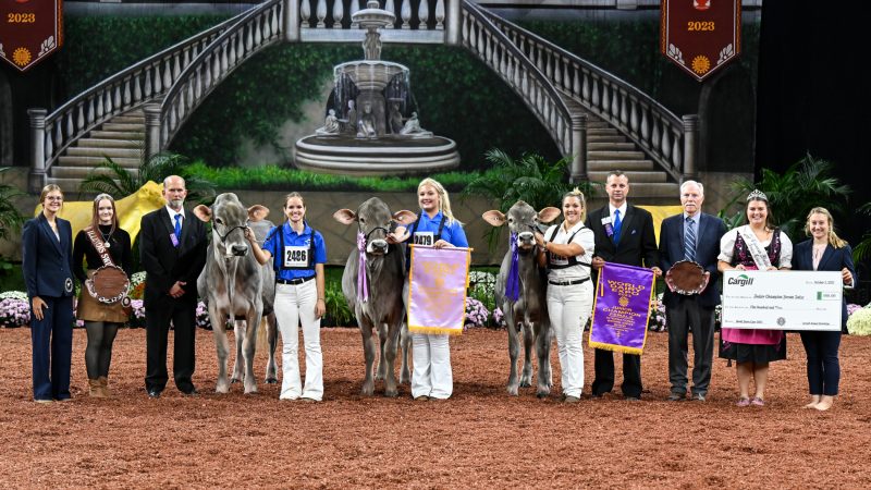 Kentucky Cow Claims Grand at the International Junior Brown Swiss Show