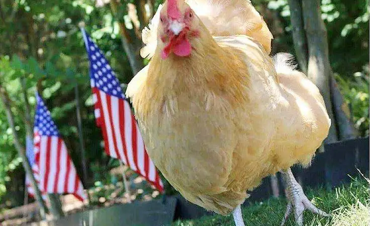US Govt vs. Poultry Industry: Cracking Down on Unfair Practices
