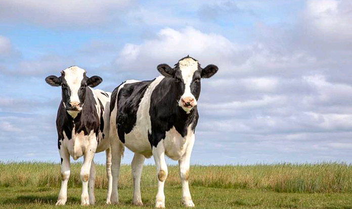 Dairy farmers get carbon-asset payments for emissions reductions