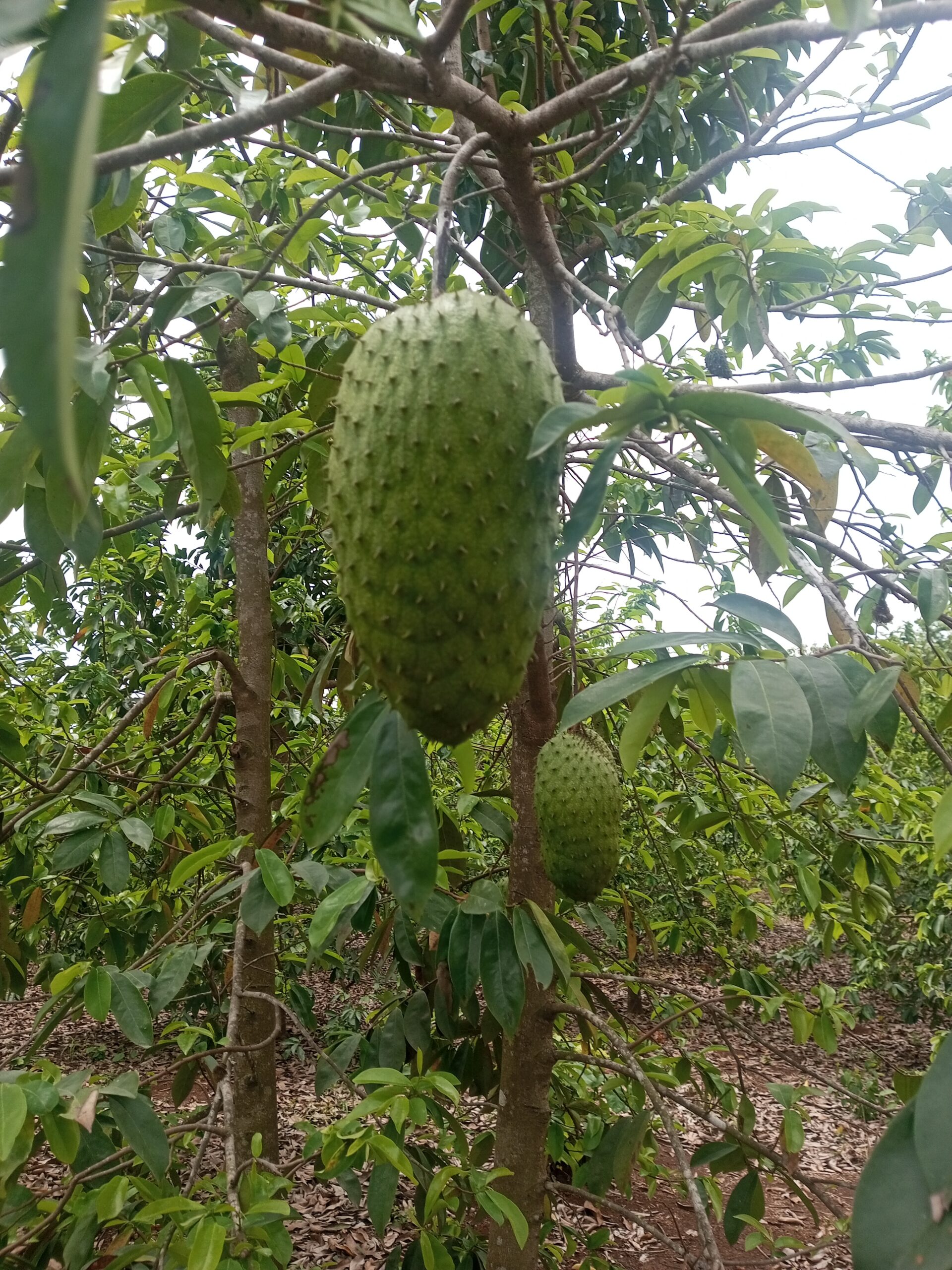 Soursop Fruit