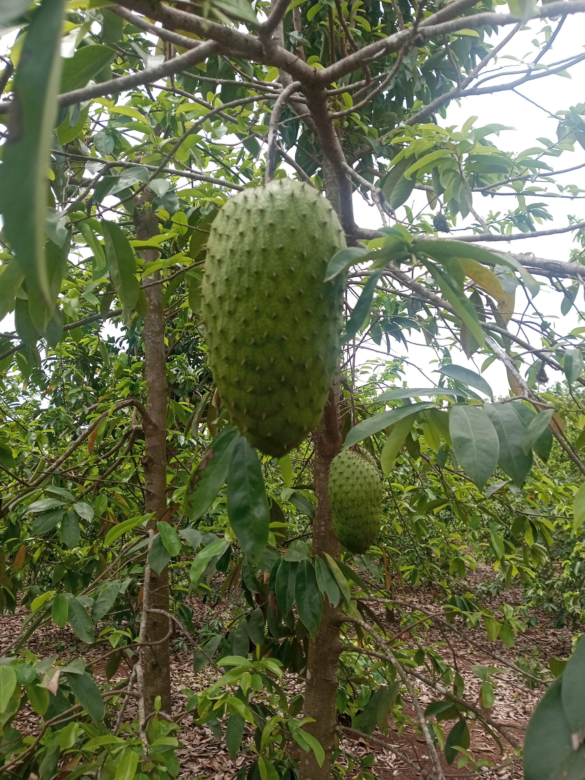 Soursop Fruit 