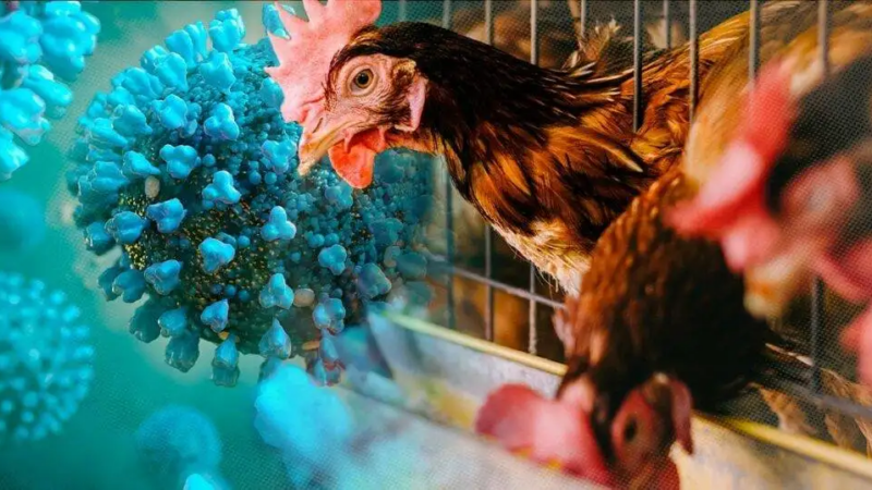 Alarming Bird Flu Surge Threatens Global Health: Urgent Action Required FAO