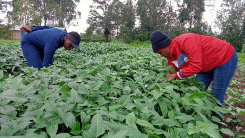 World Food Prize Foundation Announces Top 10 for the 2026 Innovate for Impact Challenge