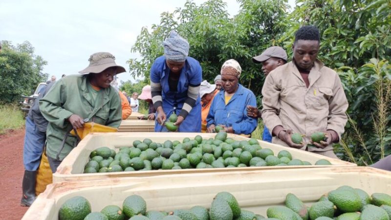 Kenya ready to host historic IFAJ 2025 congress as website for the event is launched