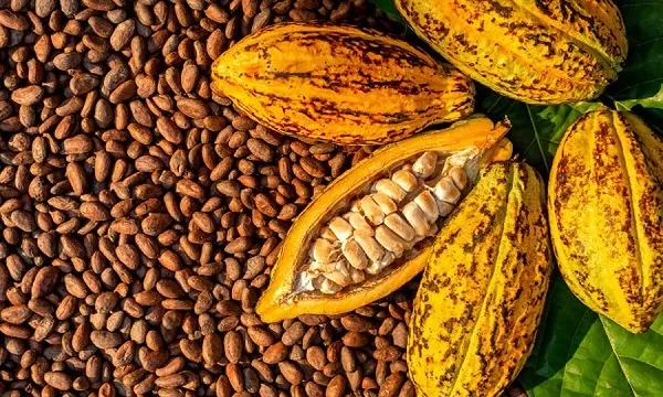 COFAAA Ghana Chapter to be launch on May 21