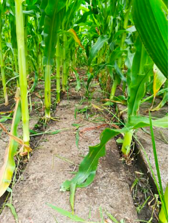 Innovative Mulching Technologies: A Sustainable Solution for Ghana’s Agricultural Challenges