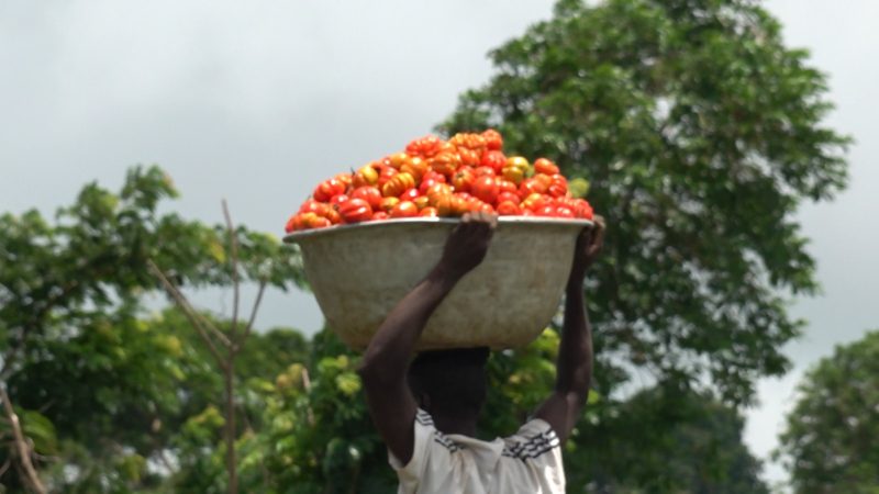GARDJA on the Terrorist Attack Affecting Ghanaian Tomato Traders in Burkina Faso