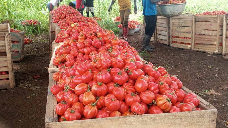 Beyond Celebration: Africa Day Must Ignite Action on Food Security