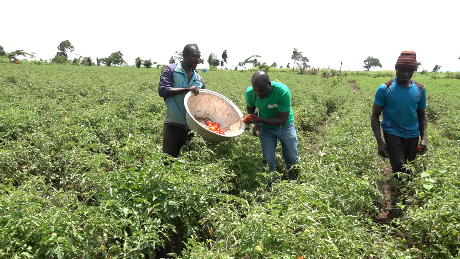Climate Change Wrecks Tomato Farmer’s 2024 Season: A Devastating Blow to Ghana’s Food Security
