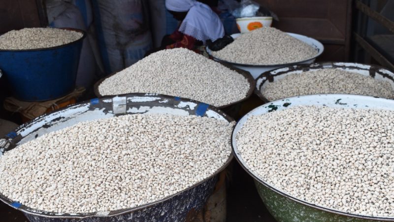 Why Songotra-T cowpea seeds availability is key for survival of farmers in Northern Ghana