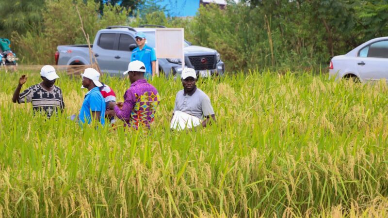 CSIR-Crops Research Institute Hosts Successful Rice Field Day at Dawhenya