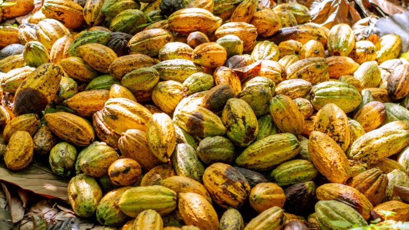 Government urged to engage unemployed graduates in hand pollination program to boost cocoa yields
