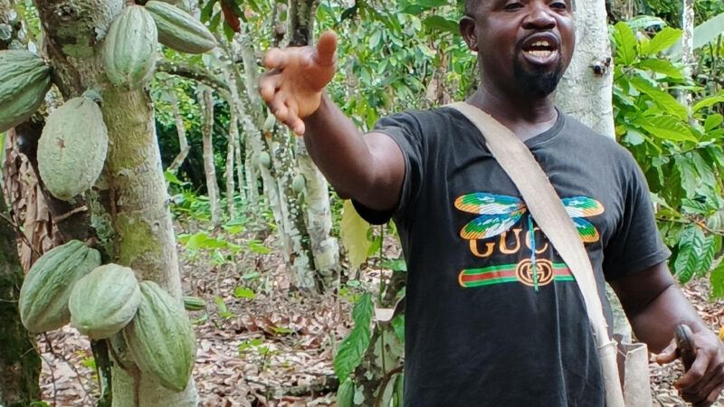 COCOA BAROMETER 2025 : RECORD PRICES, BUT MANY FARMERS STILL TRAPPED IN POVERTY IN THE COCOA SECT