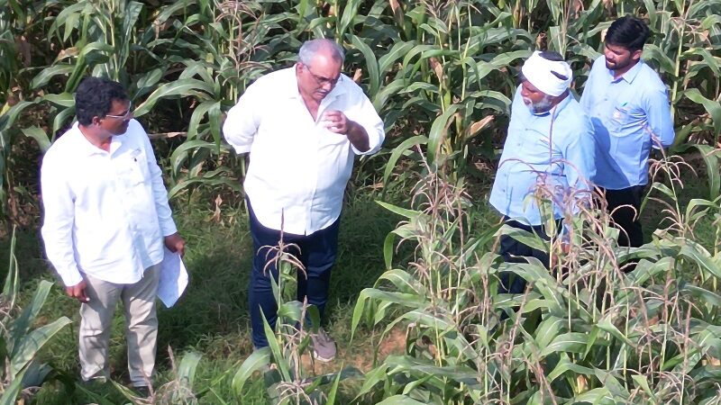 ICAR–IIMR and Gourmet Popcornica Collaboration Paves the Way for an Aatmanirbhar Popcorn Maize Ecosystem