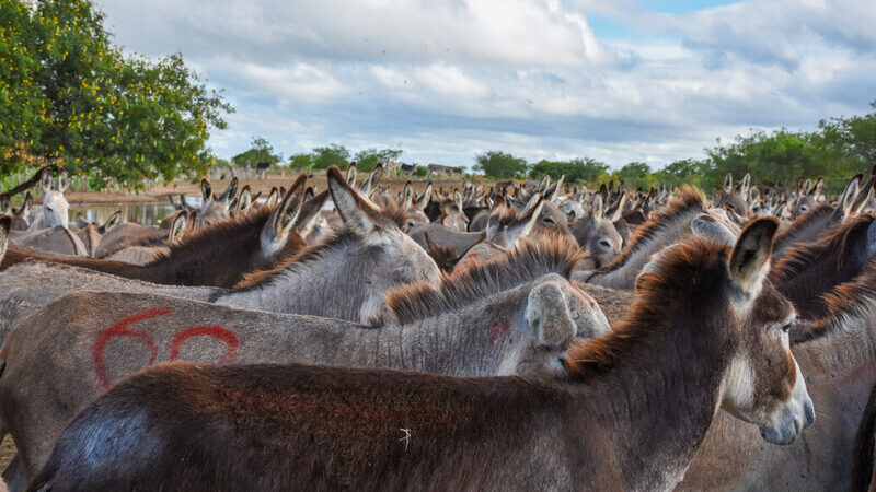 Brazil follows African Union lead with a ban on donkey slaughter