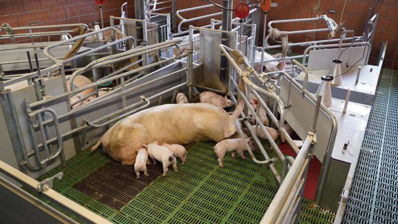 WEDA introduces the Be.Fit exercise pen, Enhanced animal welfare combined with high functionality