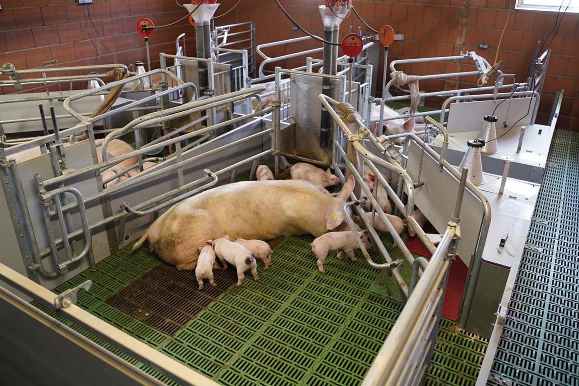 WEDA introduces the Be.Fit exercise pen, Enhanced animal welfare combined with high functionality