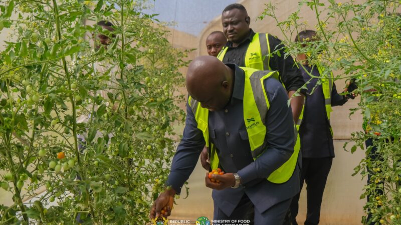 MAPHLIX FARMS TO SUPPLY 3,000 TONNES OF TOMATOES TO THE GHANAIAN MARKET