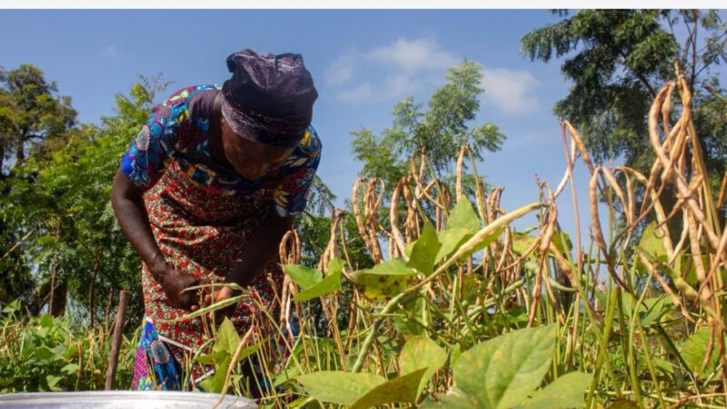 IFAD joins Government of Angola and partners to advance agricultural transformation through AgriConnect