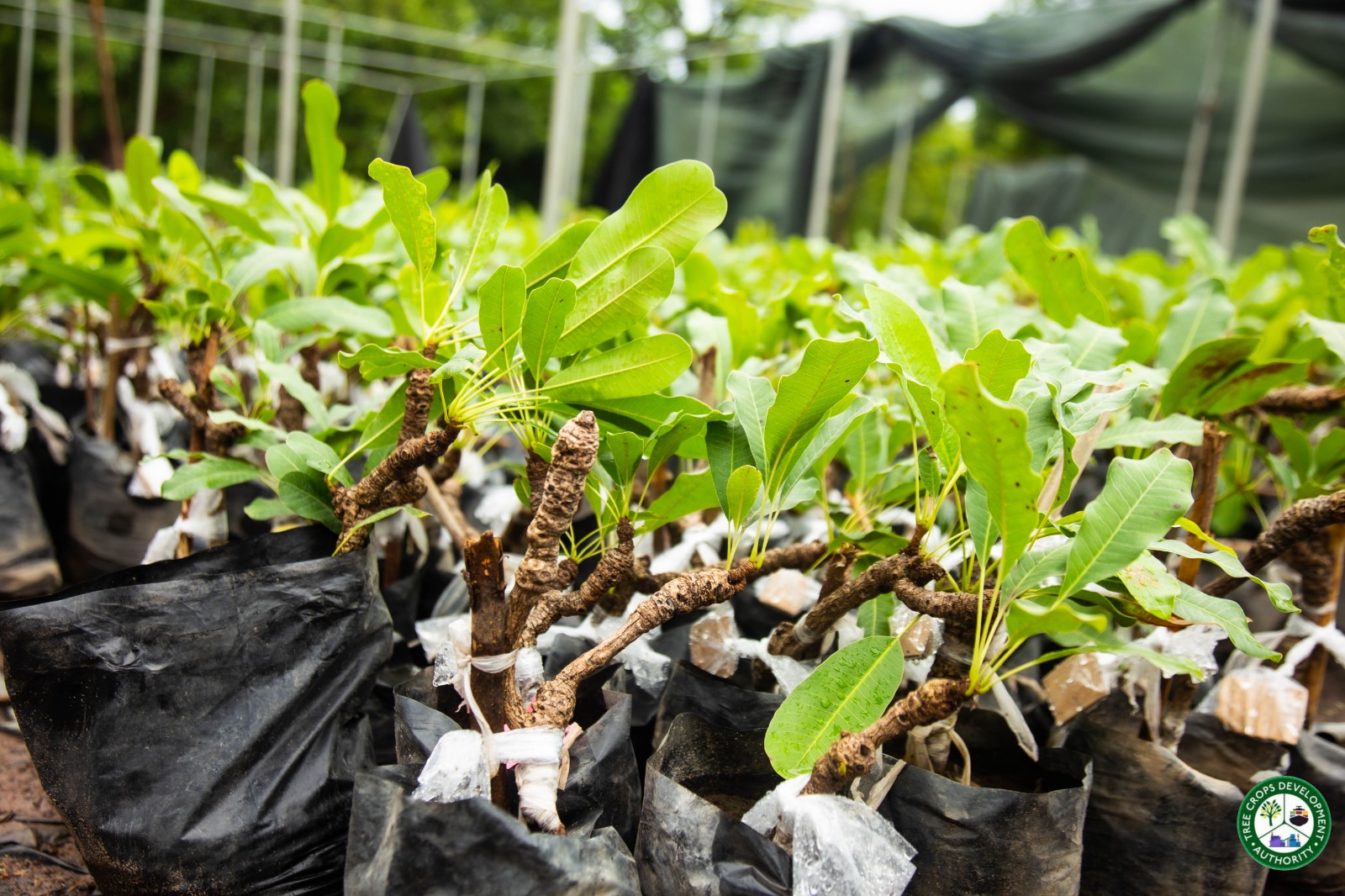 TCDA bans distribution of uncertified tree crop seedlings from July 3