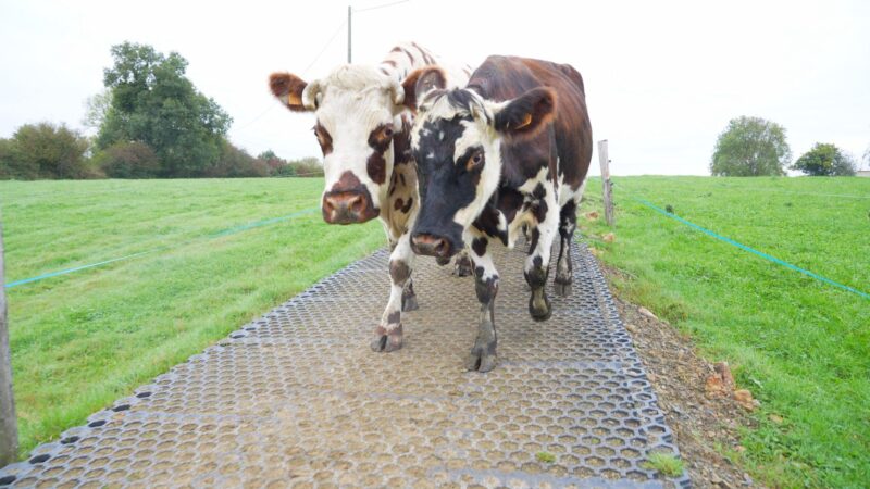 32 Innovations Shaping the Future of Animal Farming