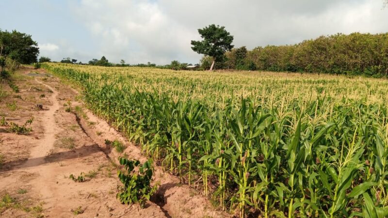 Ghana’s Seed Associations: From Ponzi Scheme to Fertilizer Racket — I Told You So