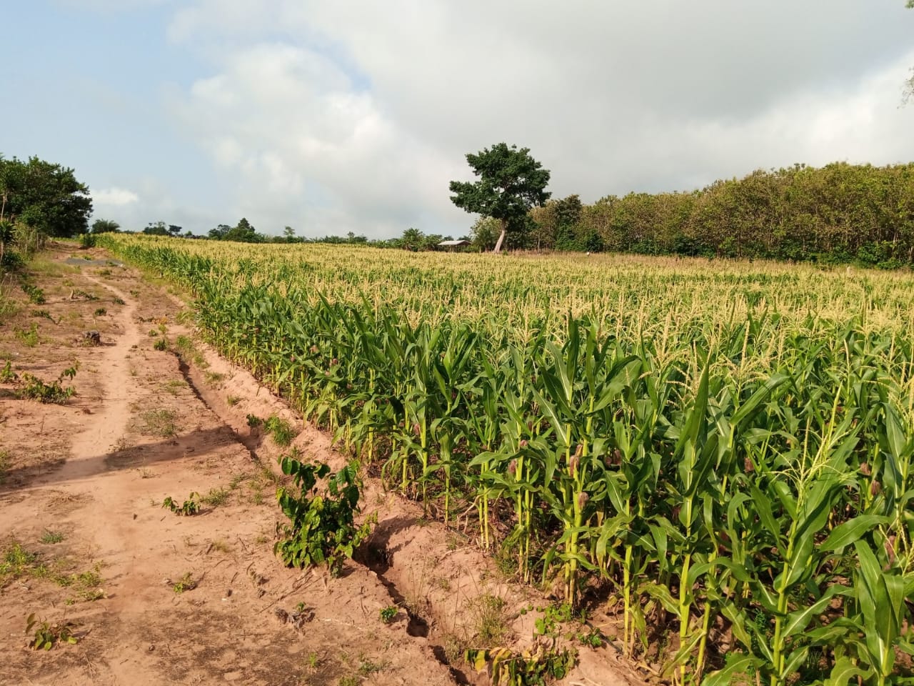 Ghana’s Seed Associations: From Ponzi Scheme to Fertilizer Racket — I Told You So