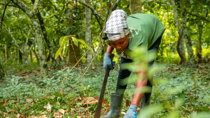 Tree-PET Programme uses personal stories to drive cocoa agroforestry 