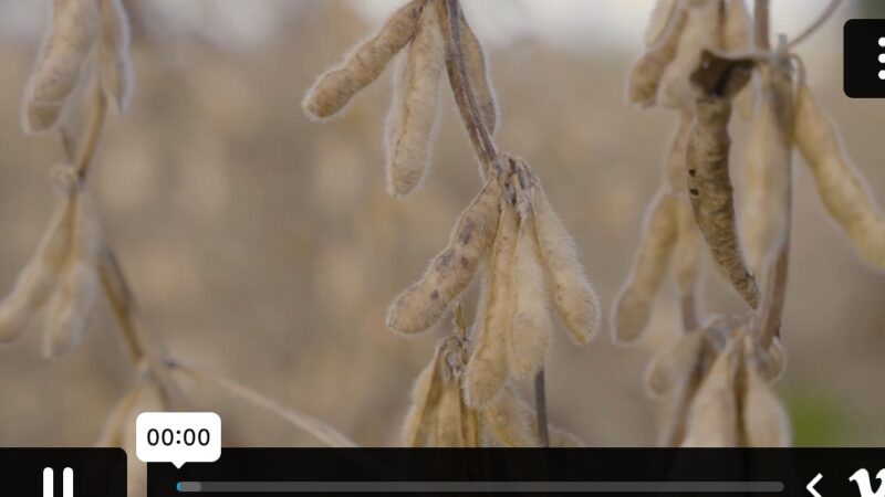 Amino Acids, Boron and Micros: Integrated Seed Helping Soybean Growers Gain More Pods; Bigger Beans
