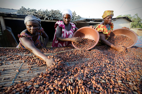 COCOBOD releases GH¢2.6 billion to pay cocoa farmers